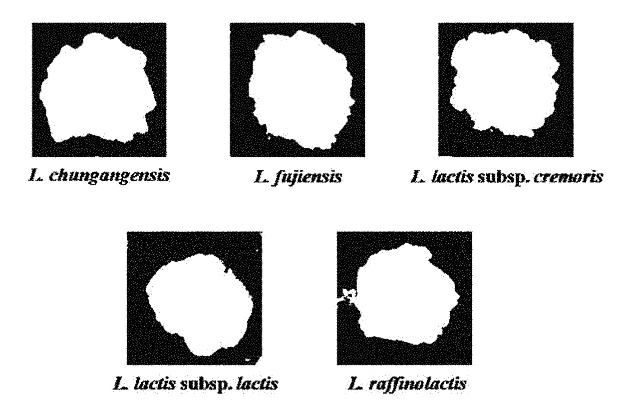 Food composition, containing <i>Lactococcus </i>strain as active ingredient, for alleviating hangover