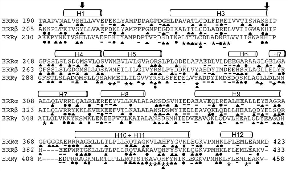 Estrogen-related receptor beta mutant and application thereof