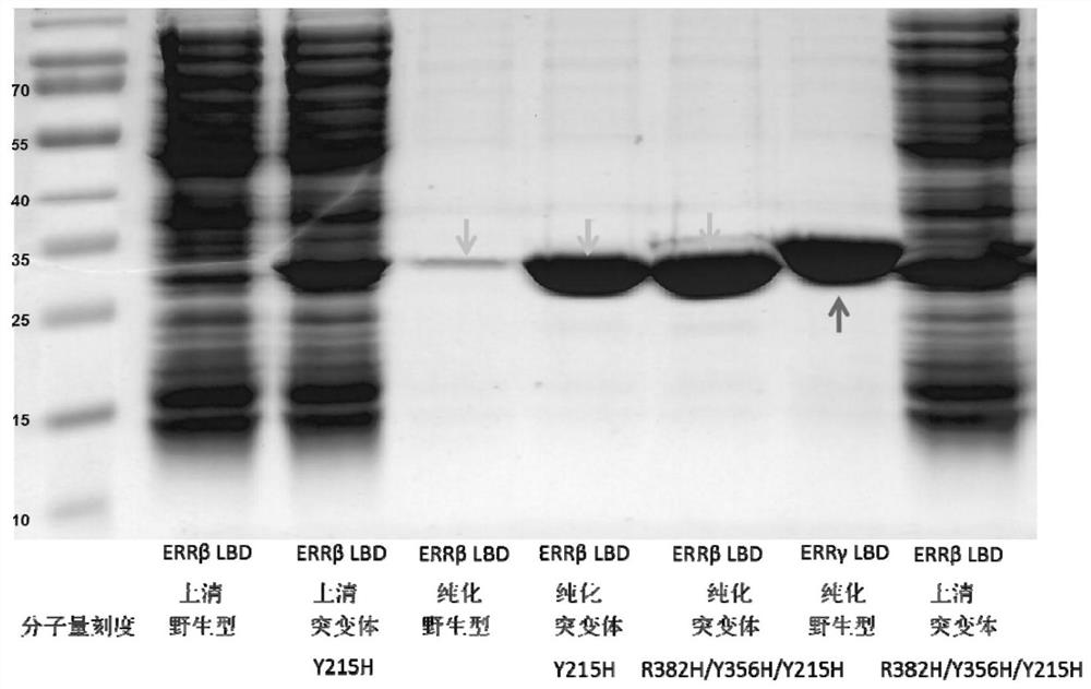 Estrogen-related receptor beta mutant and application thereof