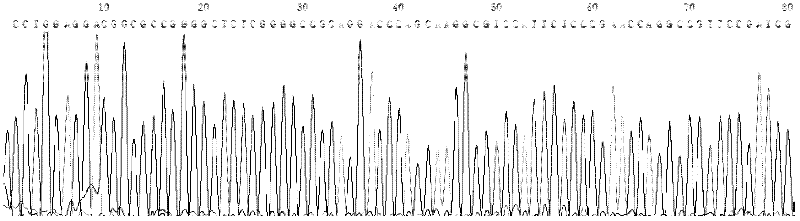 Kit for amplifying herpes simplex virus 1 (HSV-1) alkaline nuclease gene and method for expressing HSV-1 alkaline nuclease