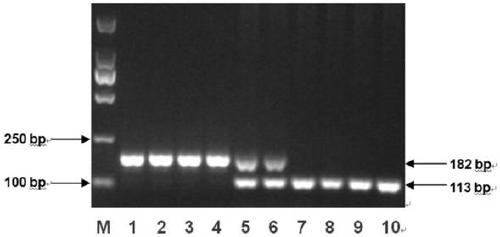 Molecular marker related with cotton fertility restoration, and application thereof