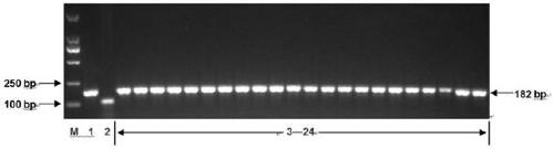 Molecular marker related with cotton fertility restoration, and application thereof