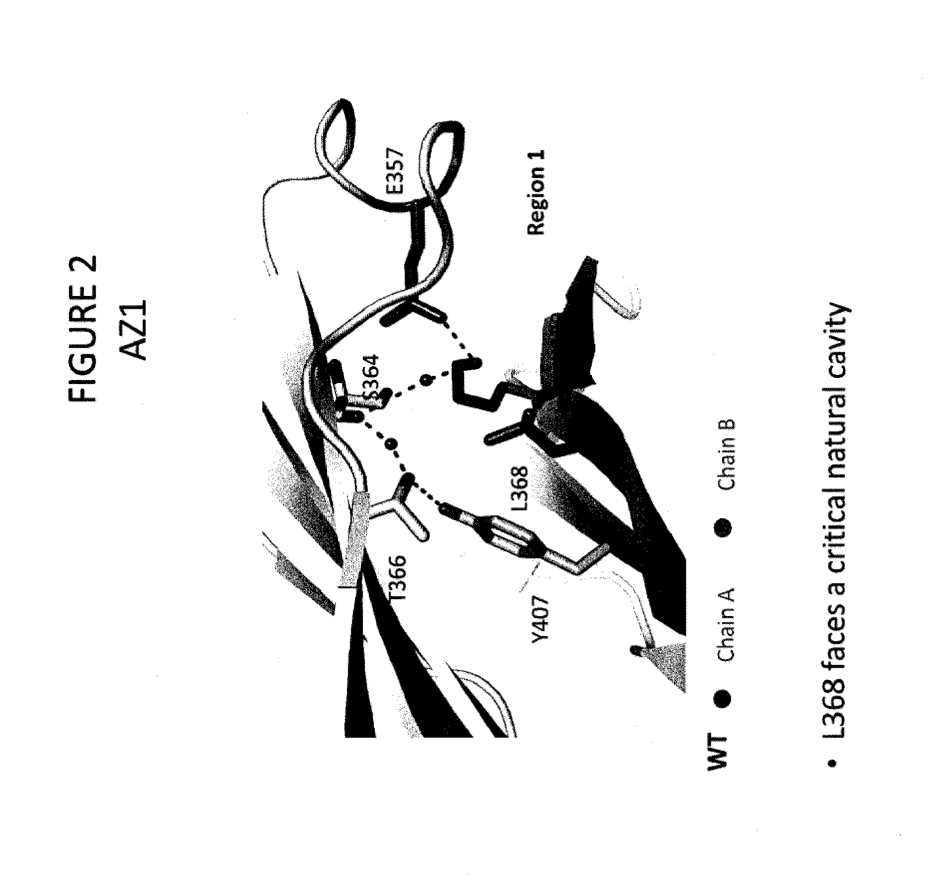 Stable Heterodimeric Antibody Design with Mutations in the Fc Domain