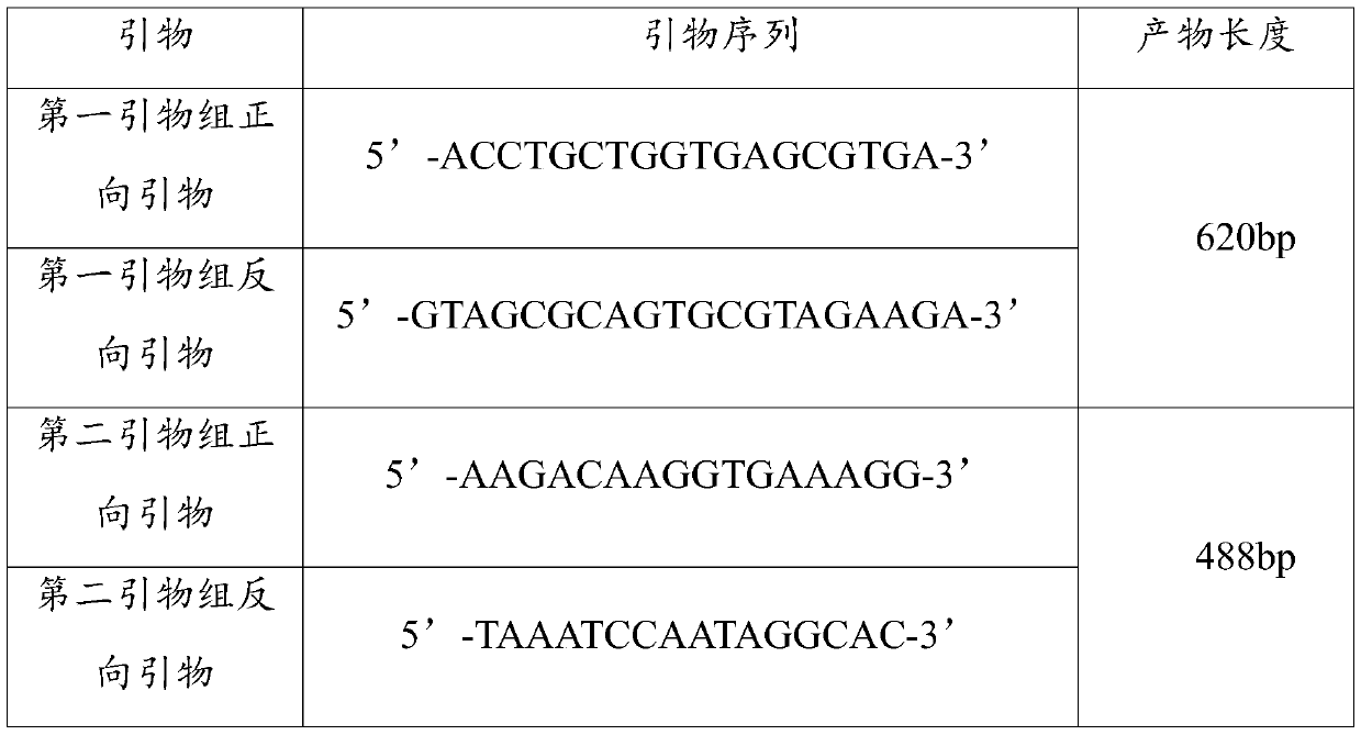 Black rabbit hair color purification method based on genotype selection