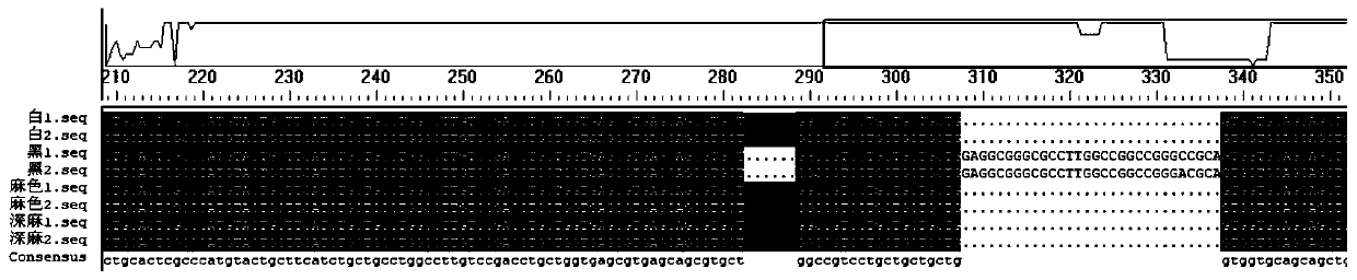 Black rabbit hair color purification method based on genotype selection