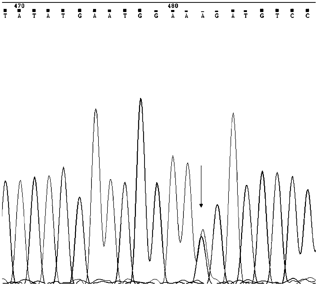 Black rabbit hair color purification method based on genotype selection