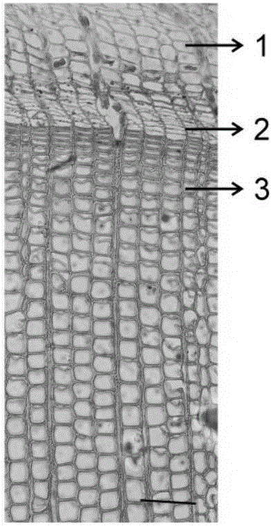 Paraffin slicing method of tree stem tissue