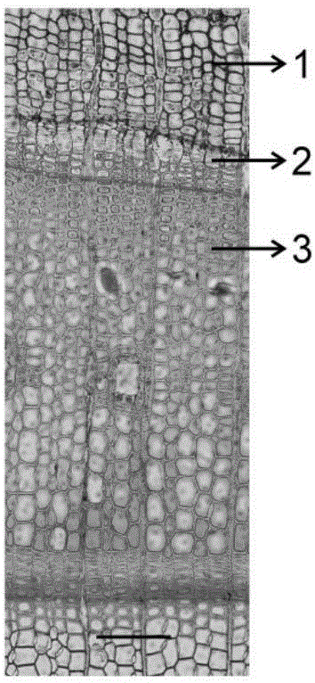 Paraffin slicing method of tree stem tissue