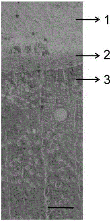 Paraffin slicing method of tree stem tissue