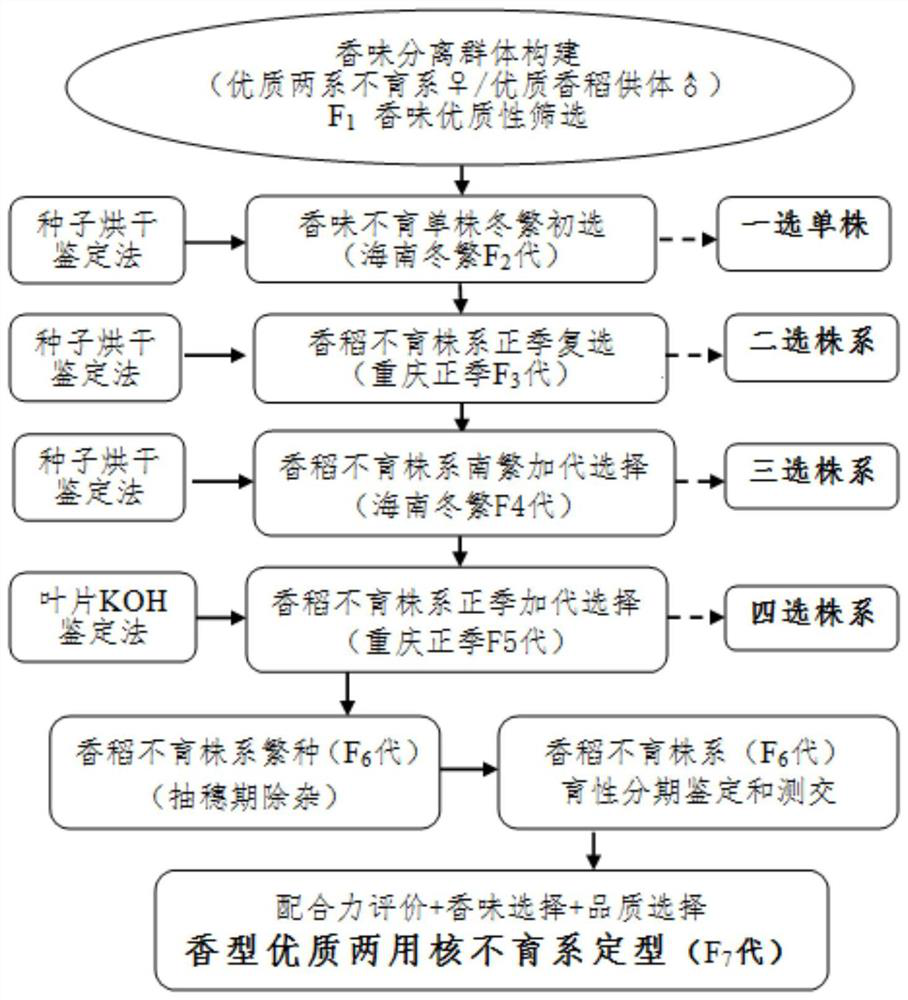 Breeding method of dual-purpose genic male sterility line of high-quality fragrant rice