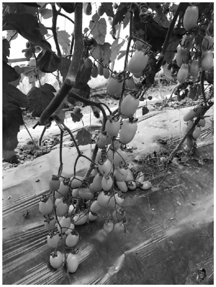 Breeding method of high-quality cream-colored tomato inbred line