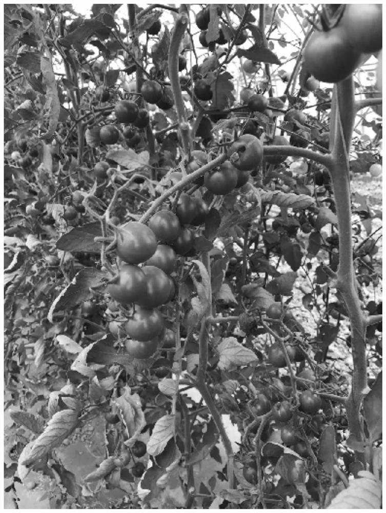 Breeding method of high-quality cream-colored tomato inbred line