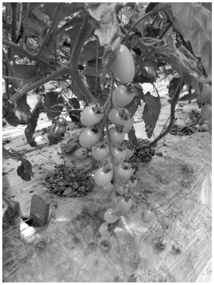 Breeding method of high-quality cream-colored tomato inbred line