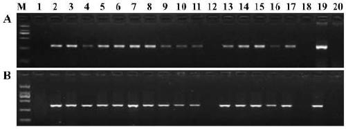 Applications of ALS (acetolactate synthase) mutant type protein based on gene editing technology and ALS mutant type protein gene in plant breeding