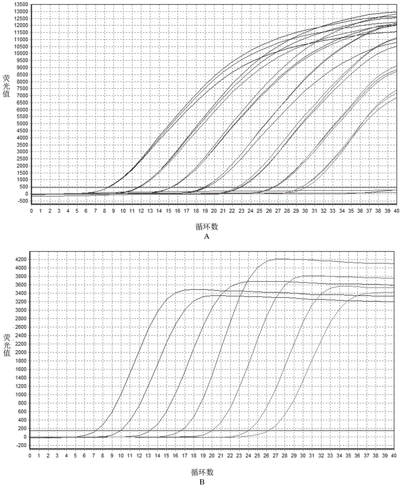 Fluorescent quantitative PCR detection method for TLR3 (toll-like receptors) gene of duck