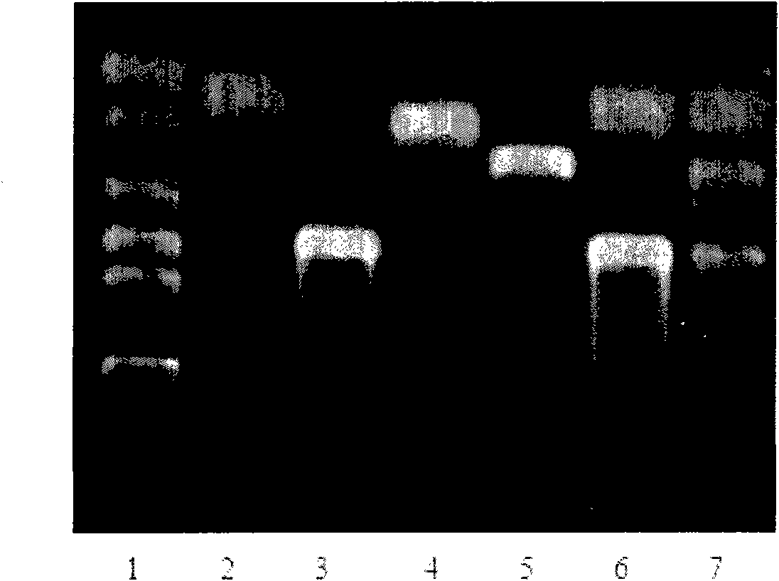 Primer group and kit for detecting origin of meat in food with multiple PCR (Polymerase Chain Reaction)