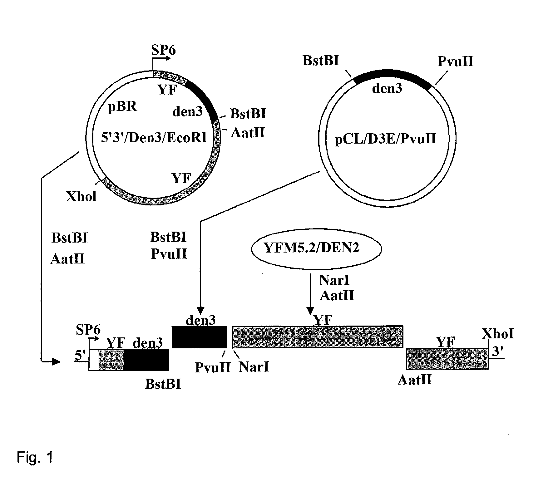 Tetravalent Dengue Vaccines