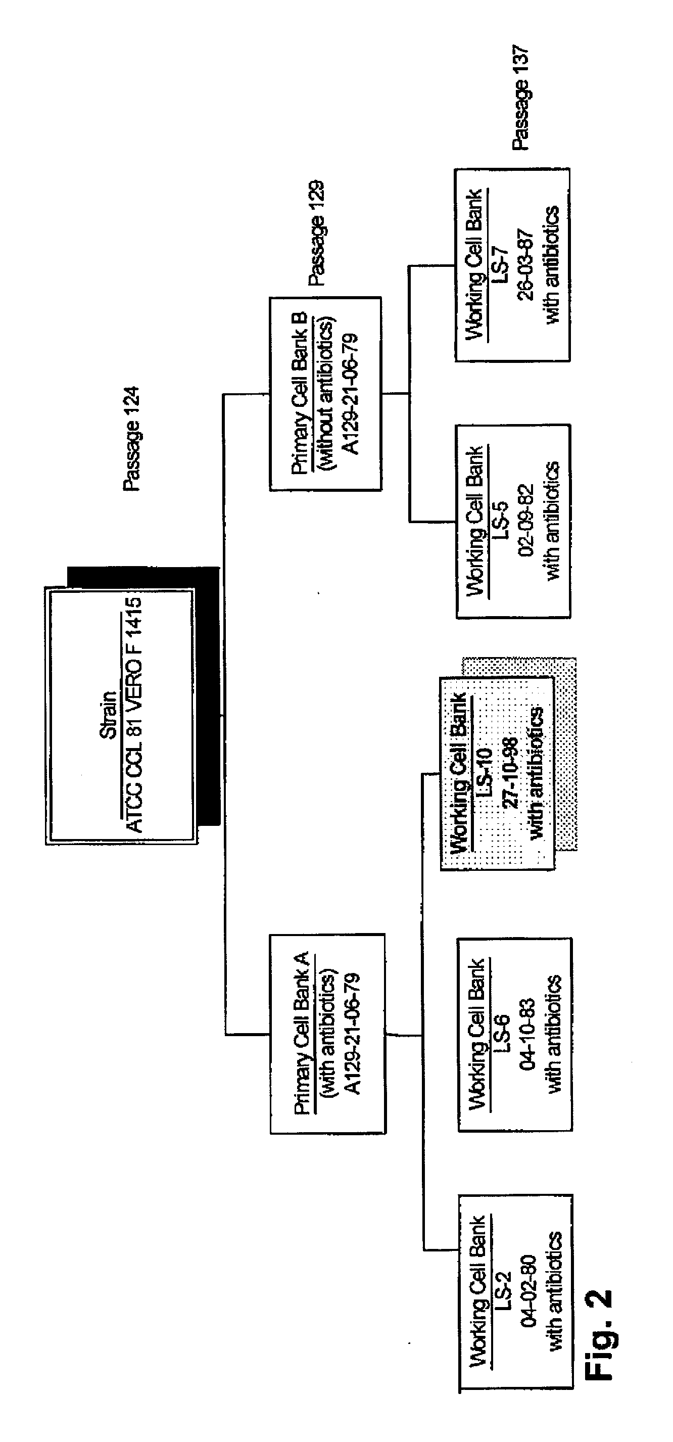 Tetravalent Dengue Vaccines