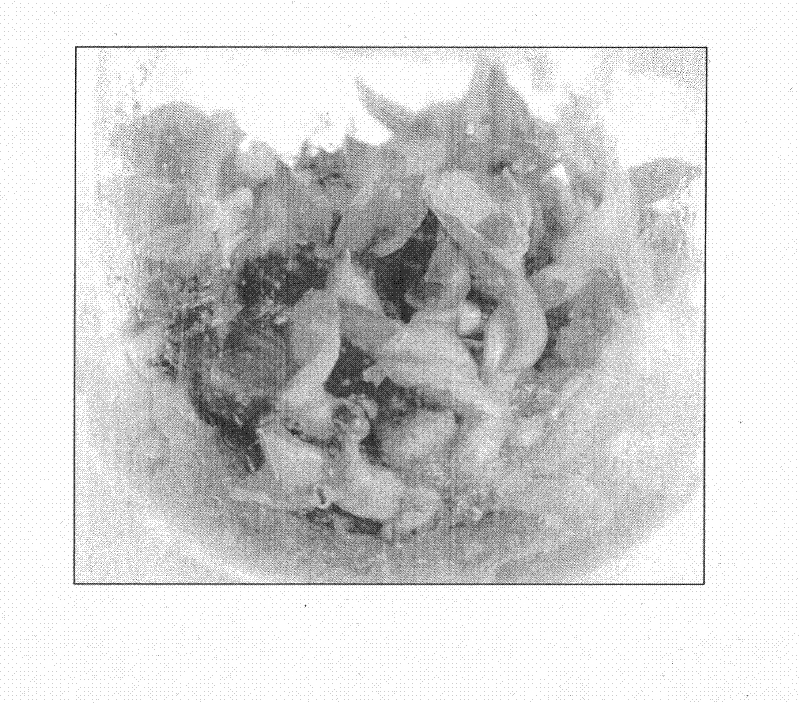 Method for improving reproduction coefficient of Phalaenopsis hybrid