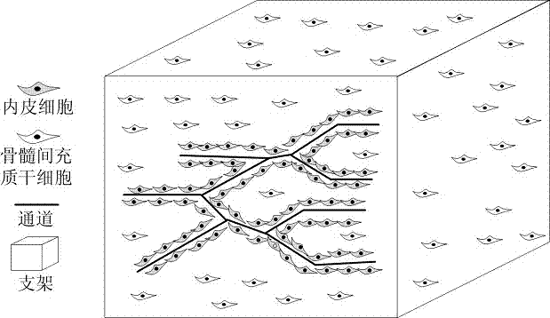 Building method of Pre-revascularizational large biological bone scaffold of composite cell