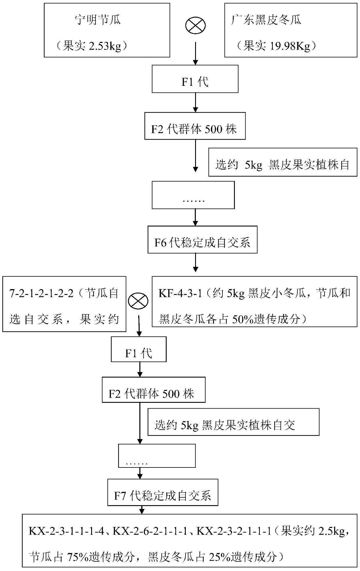 A secondary pedigree selection method for winter melon peel black and fruit size