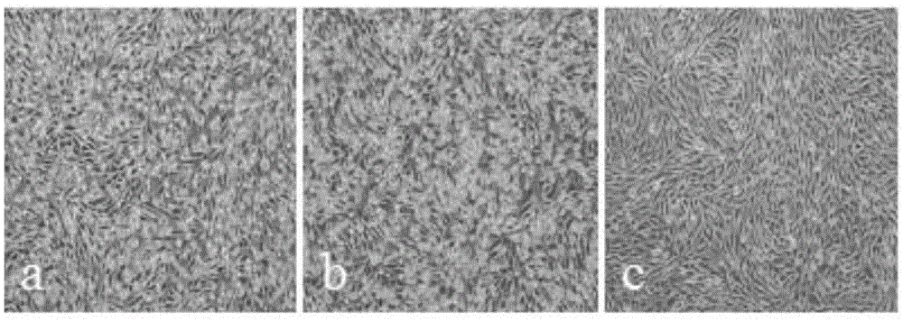 High-titer genotype I Japanese encephalitis virus strain and application thereof