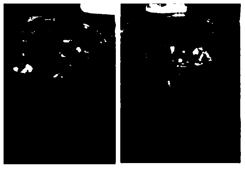 Lactobacillus paracasei, preparation method thereof, and kitchen waste processing apparatus