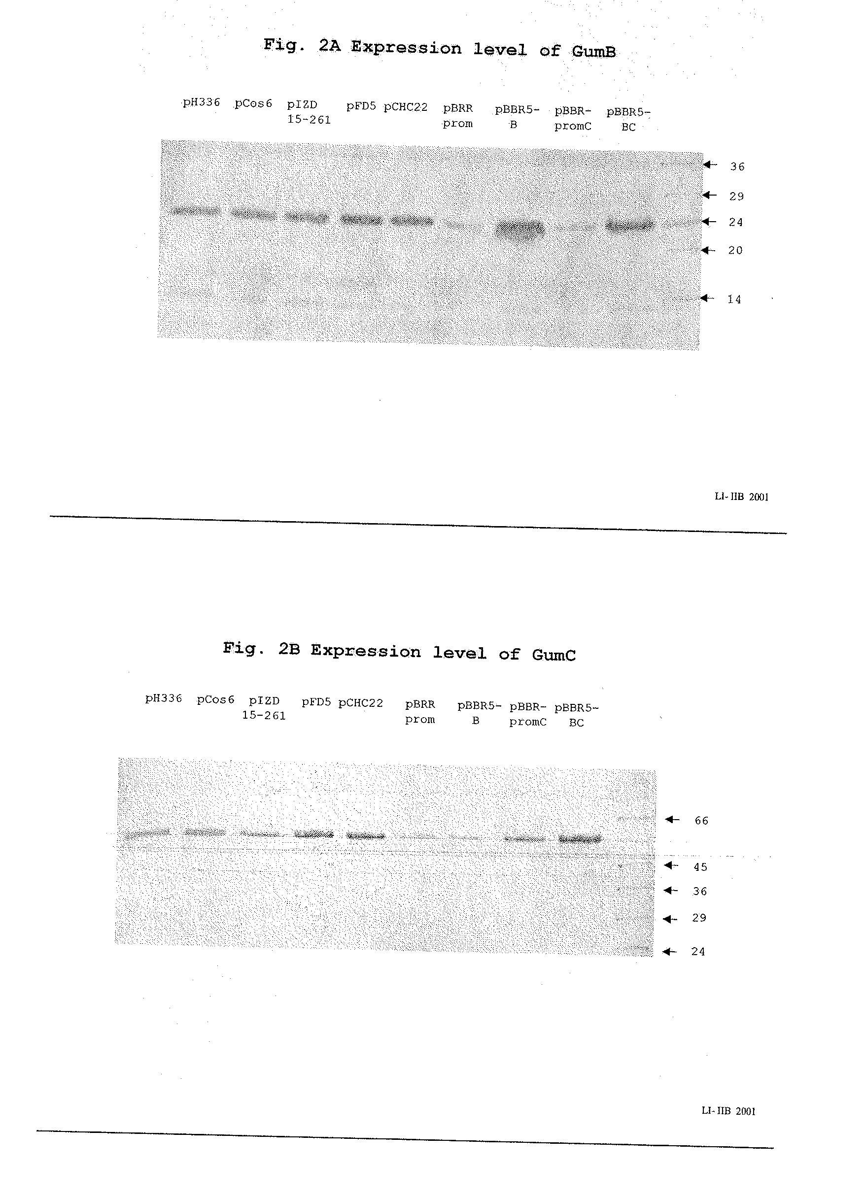 High Viscosity Xanthan Polymer Preparations