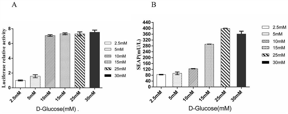 Muscle-derived cell blood glucose response type expression SIA promoter, recombinant vector and construction method and application thereof