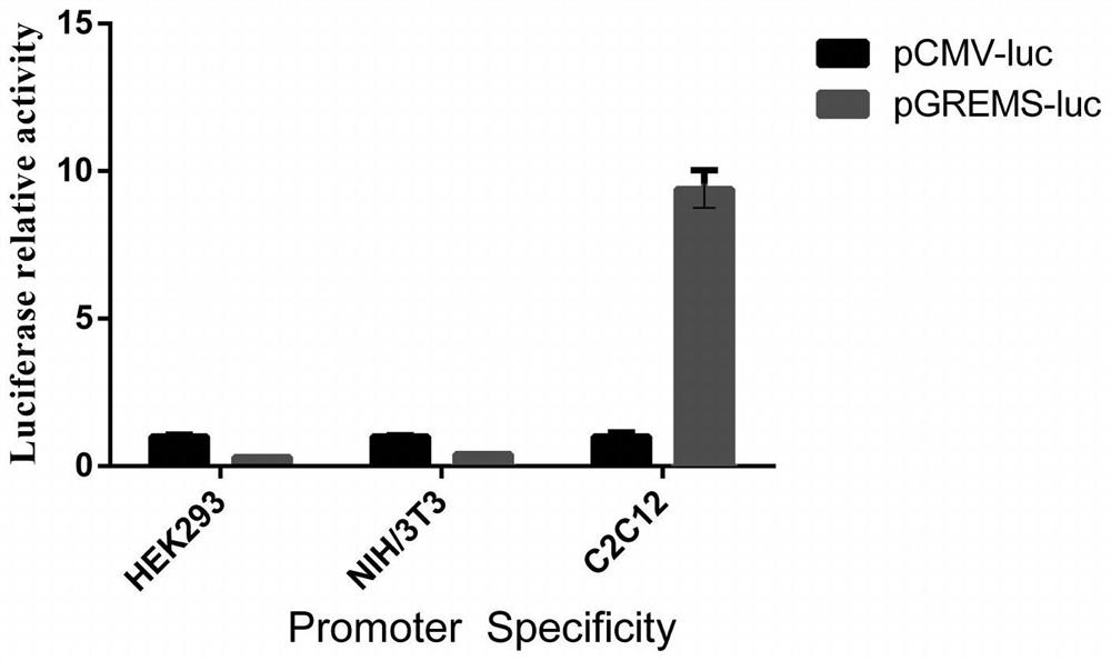 Muscle-derived cell blood glucose response type expression SIA promoter, recombinant vector and construction method and application thereof