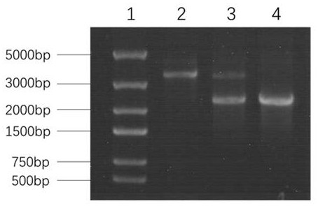 Acyl coenzyme A oxidase 2 gene RKACOX2 and application thereof