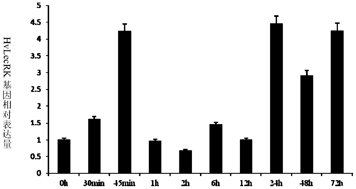 A tufted wheat lectin receptor kinase gene and its expression vector and application