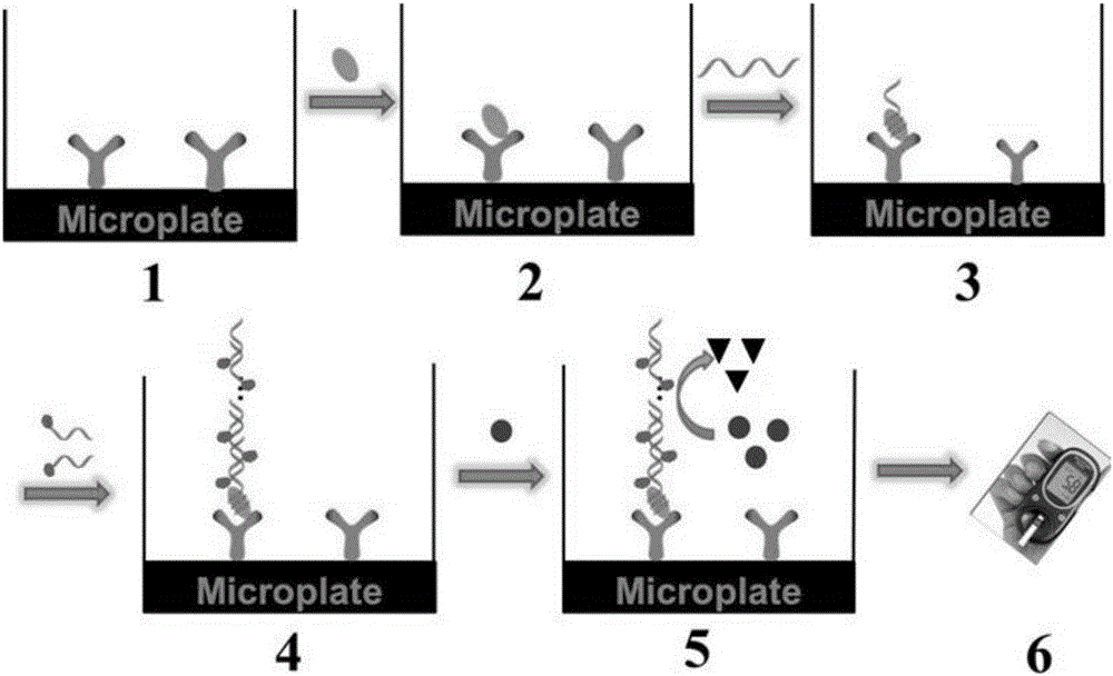 Method for portably detecting vascular endothelial growth factor by using hybrid chain reaction, and nucleic acid sequence used by method