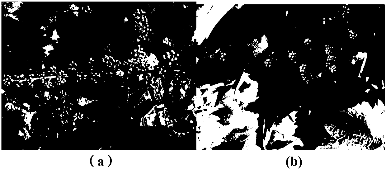 Treatment method of grape earing and application