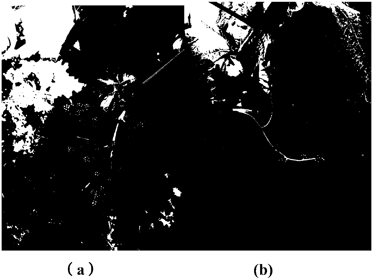 Treatment method of grape earing and application