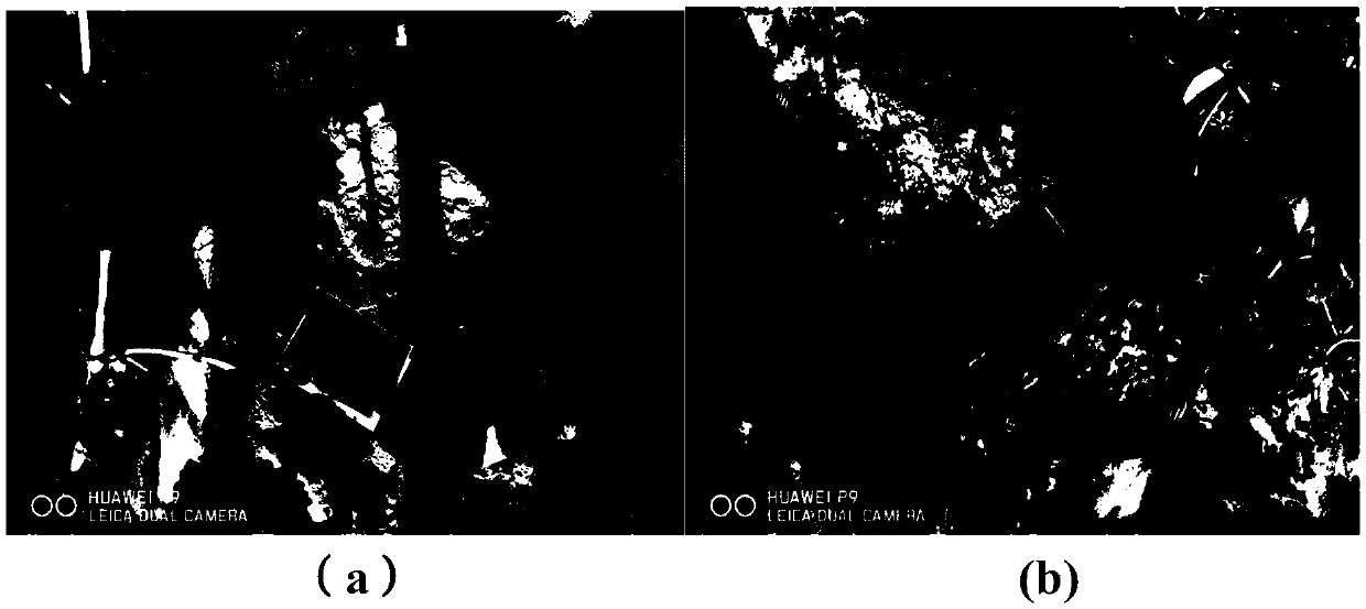 Treatment method of grape earing and application