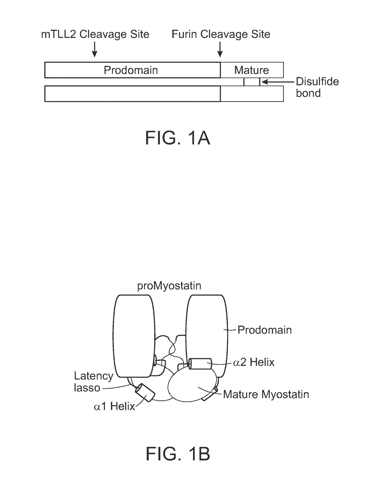 Anti-pro/latent-myostatin antibodies and uses thereof