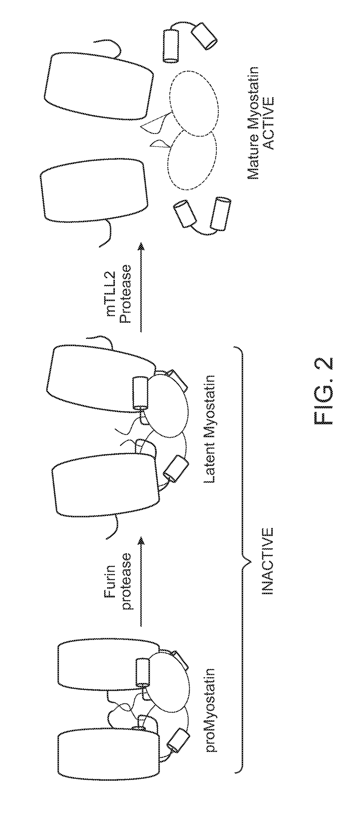 Anti-pro/latent-myostatin antibodies and uses thereof