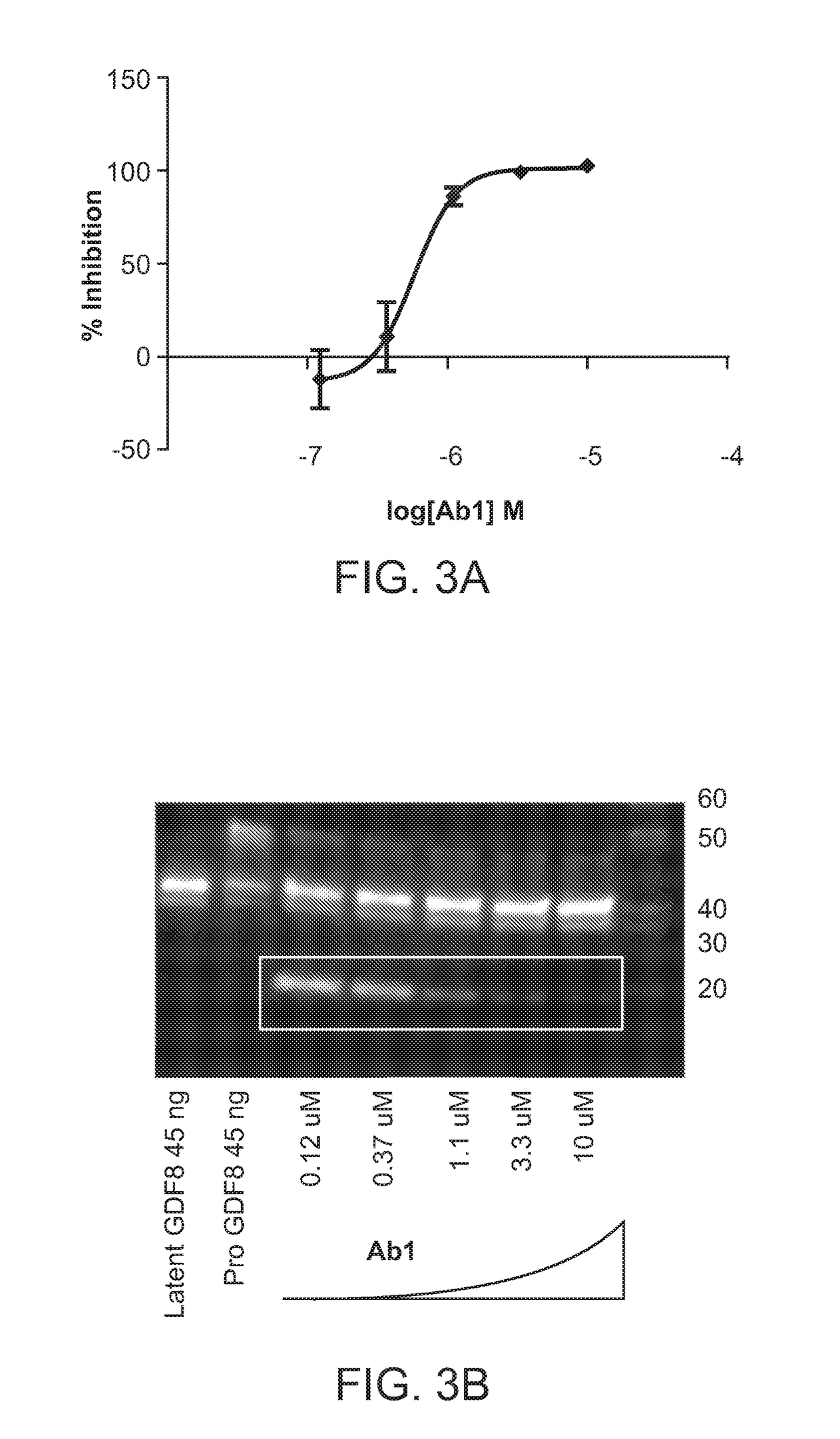 Anti-pro/latent-myostatin antibodies and uses thereof