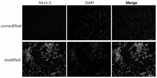 A method for preparing cardiac progenitor cells