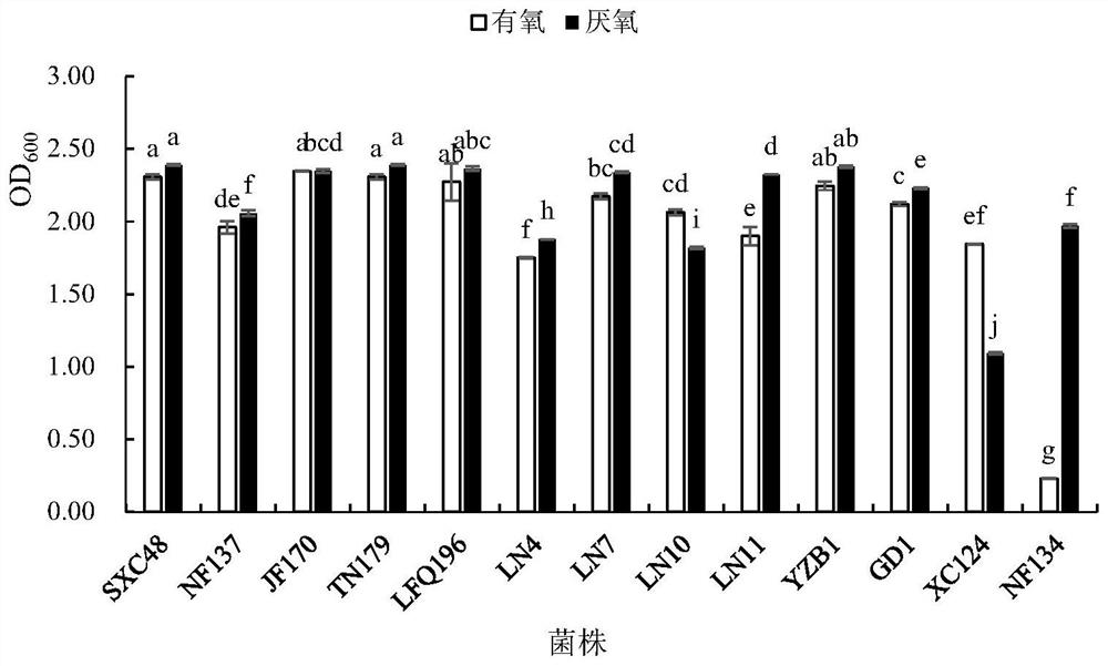 Oxygen-resistant lactobacillus plantarum and application thereof