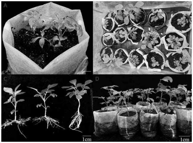 One-step method rooting and transplanting technology for tissue culture seedlings of Fraxinus mandshurica