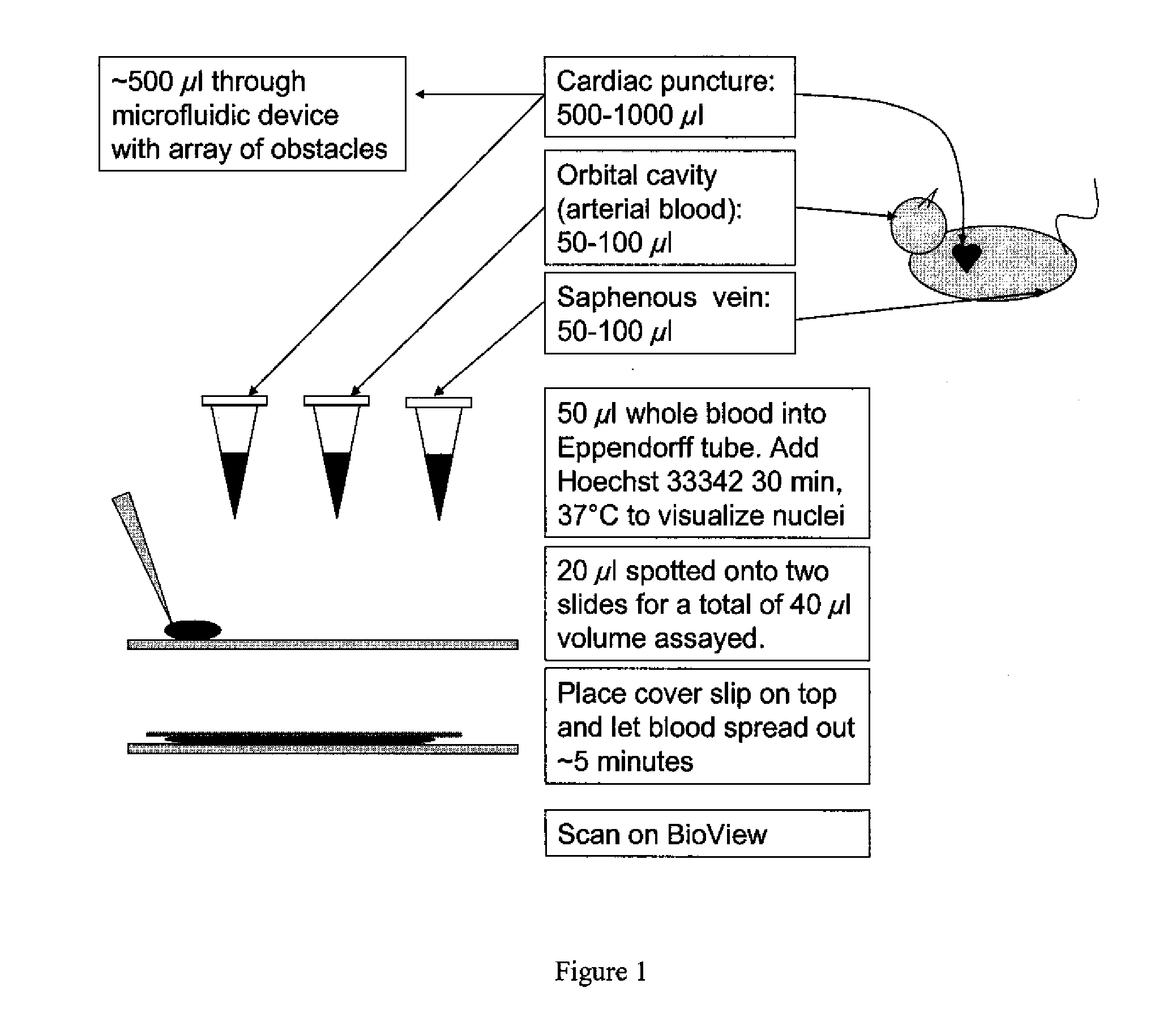 Methods for Diagnosing Cancer Using Samples Collected From A Central Vein Location or an Arterial Location