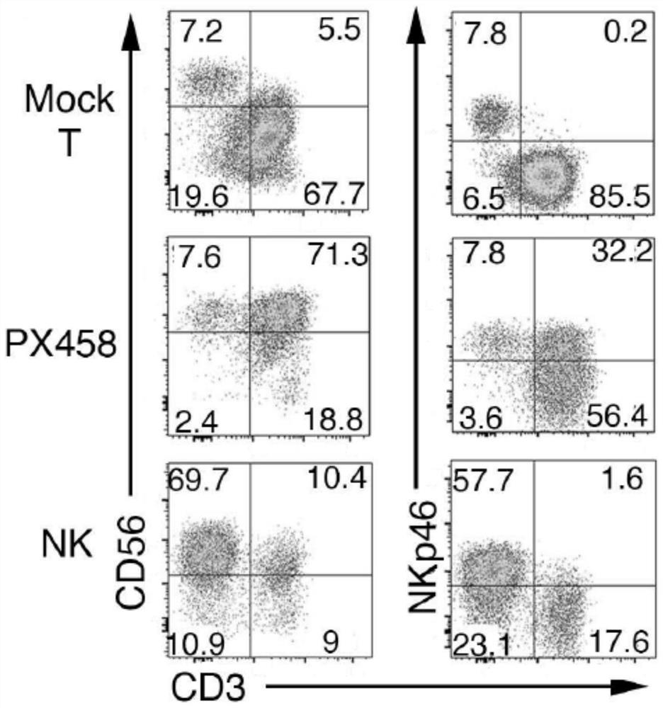 Engineered immune cell with antiviral activity and construction method and application thereof