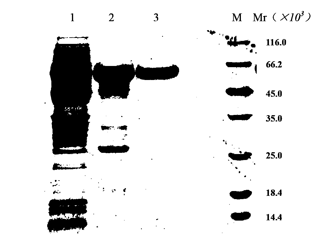 Method for clearing non-human animal skin heterologous antigen, and low immunogenicity non-human animal skin preparation method