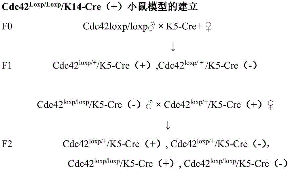 Application of gene knockout animal as skin barrier function disorder animal model