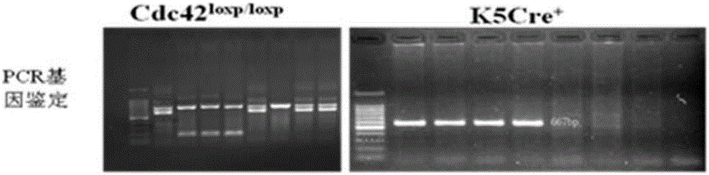 Application of gene knockout animal as skin barrier function disorder animal model