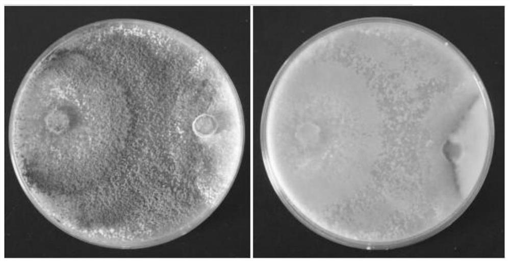 Application of Trichoderma in Resisting Soybean Quarantine Diseases