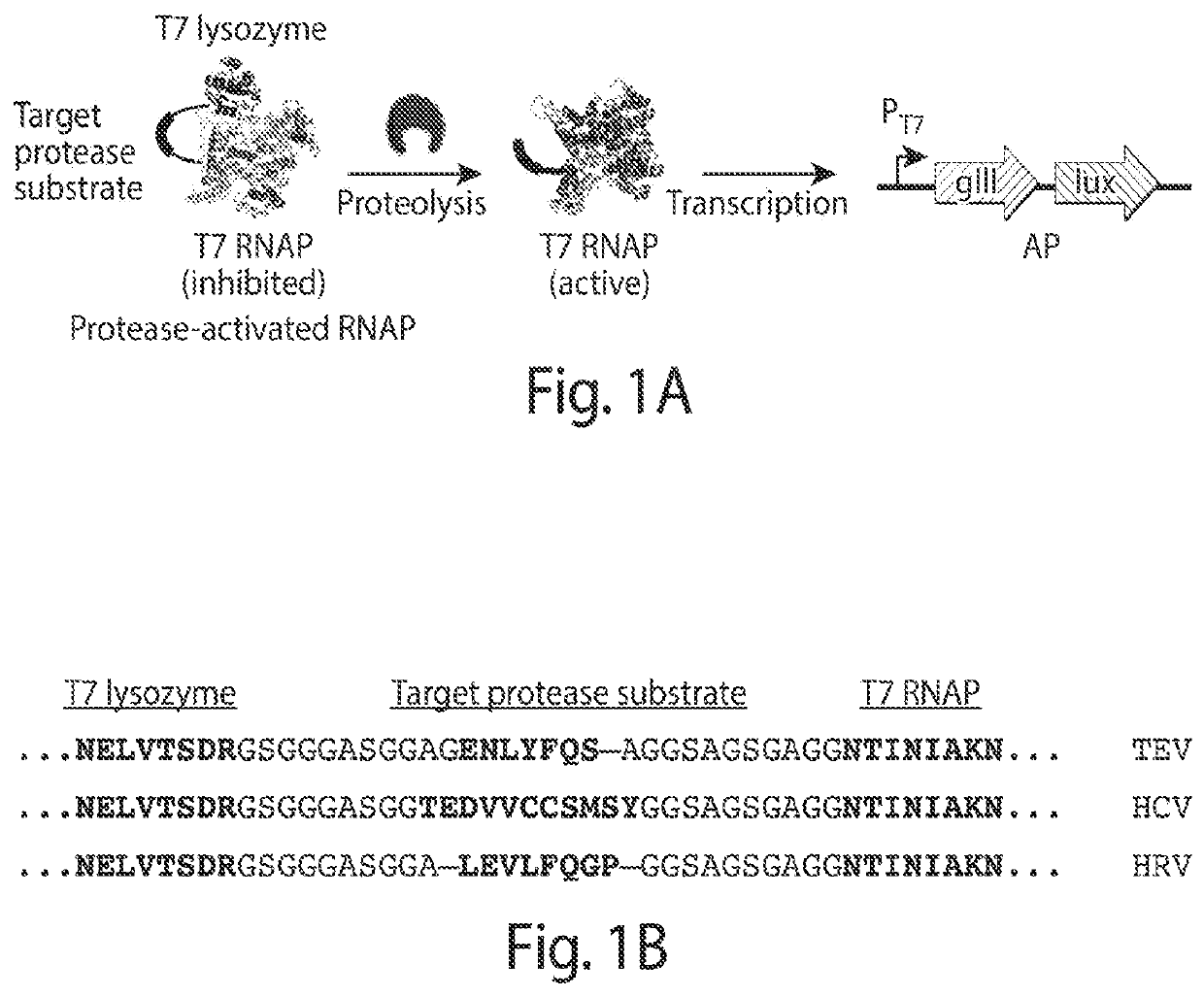 Evolution of proteases