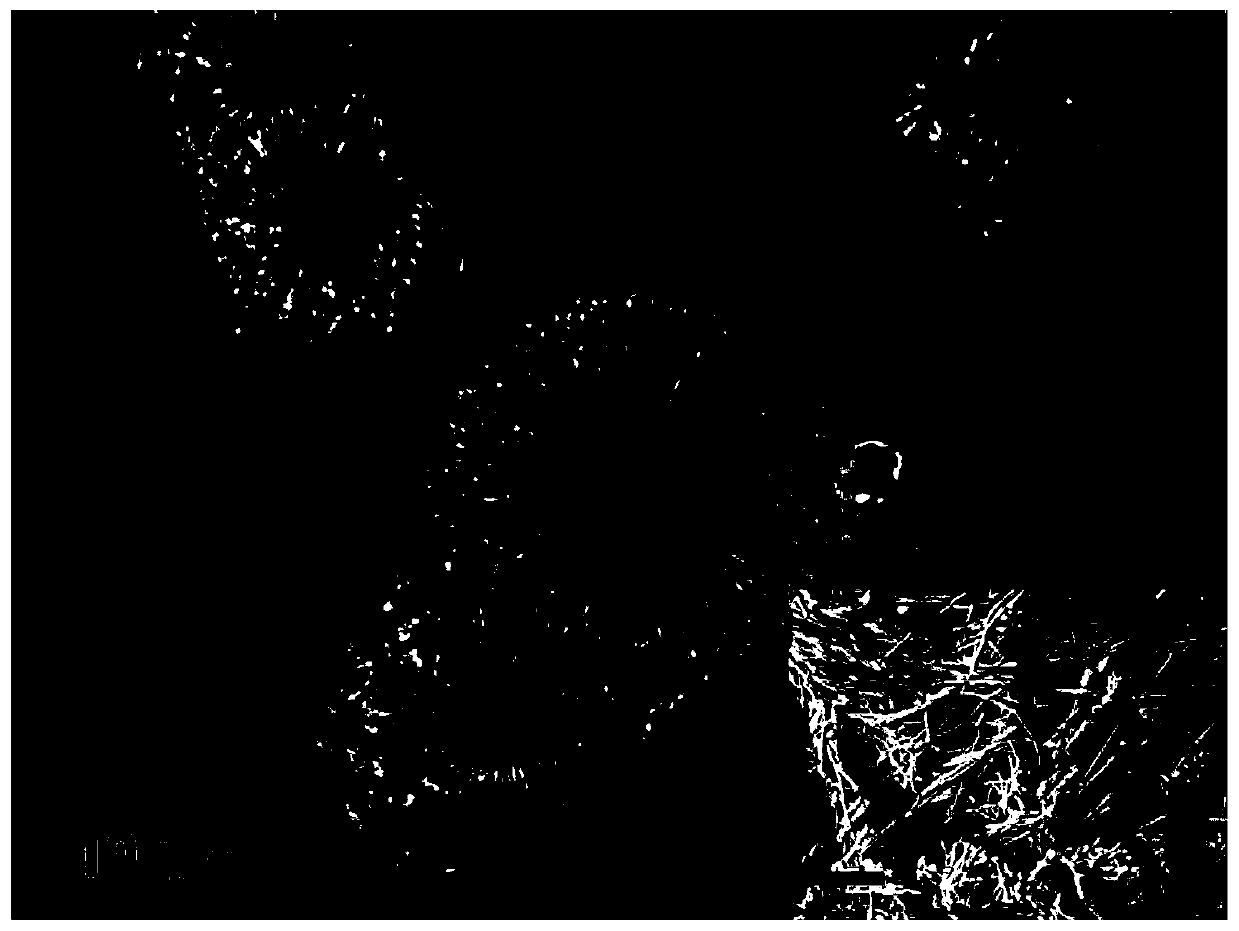 Method for cholate-metal ion composite modified whole cell and application of cholate-metal ion composite modified whole cell